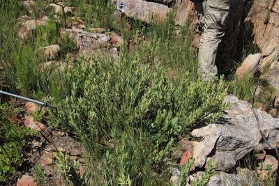Euclea acutifolia, photographed by Tony Rebelo