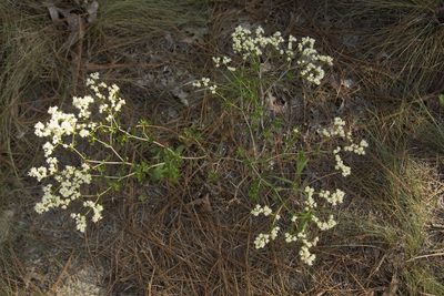 Eriogonum tomentosum, photographed by Siddarth Machado