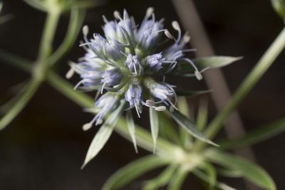 Eryngium aromaticum, photographed by Siddarth Machado