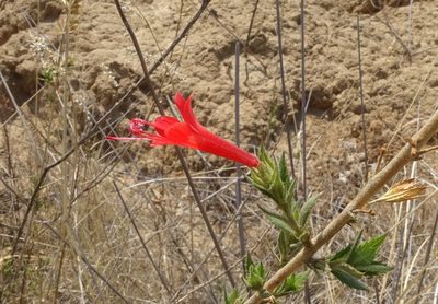 Loeselia mexicana, photographed by Martha Gonzalez Herrera