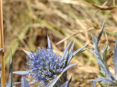 Eryngium amethystinum, photographed by Juraj Ahel