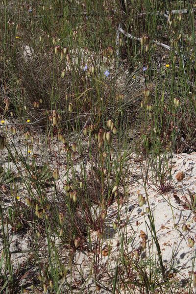Heliophila linoides, photographed by Tony Rebelo