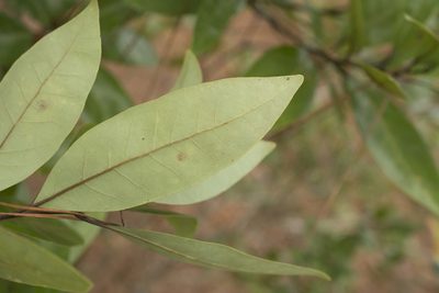 Persea borbonia, photographed by Siddarth Machado