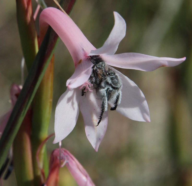 Watsonia humilis, photographed by Tony Rebelo