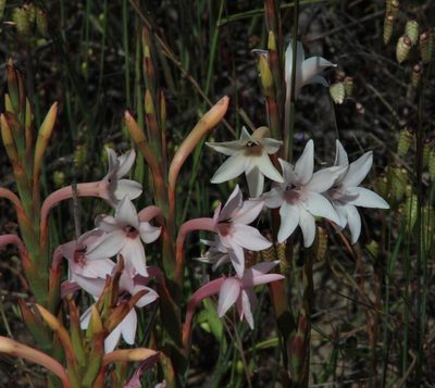 Watsonia humilis, photographed by Tony Rebelo