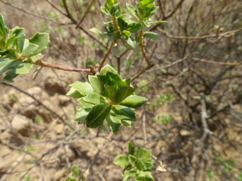 Baccharis conferta, photographed by Martha Gonzalez Herrera