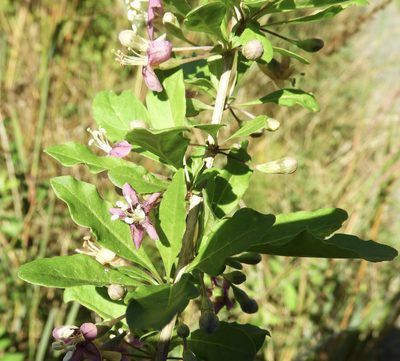 Lycium chinense, photographed by pachips