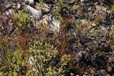 Serruria decumbens, photographed by Tony Rebelo