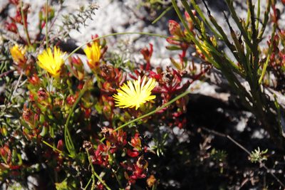 Lampranthus promontorii, photographed by Tony Rebelo