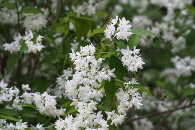 Deutzia gracilis, photographed by harum.koh