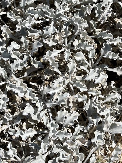 Enceliopsis nudicaulis, photographed by Dee Shea Himes