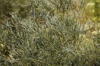 Psoralea congesta, photographed by Tony Rebelo