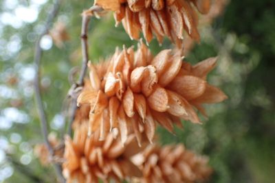Ostrya carpinifolia, photographed by Juraj Ahel