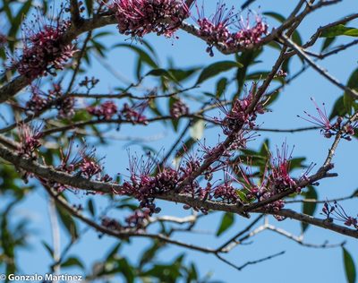 Myrrhinium atropurpureum, photographed by Gonzalo Martinez