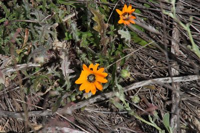 Arctotis leptorhiza, photographed by Tony Rebelo