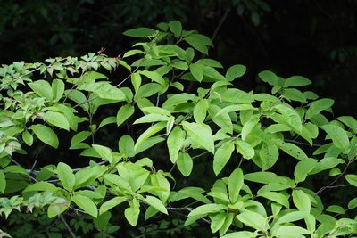 Meliosma myriantha, photographed by harum.koh