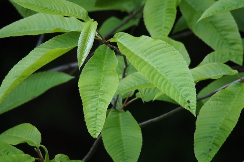 Meliosma myriantha, photographed by harum.koh