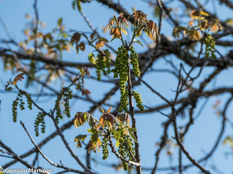 Juglans australis, photographed by Gonzalo Martinez