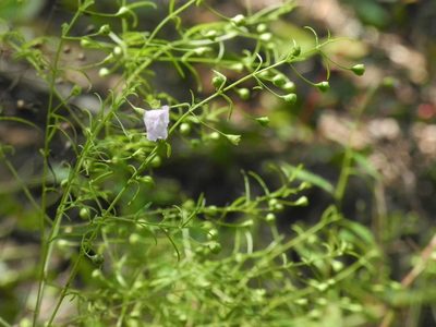 Agalinis tenuifolia, photographed by Michael J. Papay