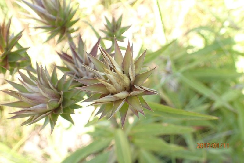 Macledium speciosum, photographed by Peter Warren
