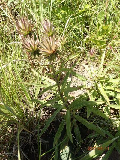 Macledium speciosum, photographed by Peter Warren