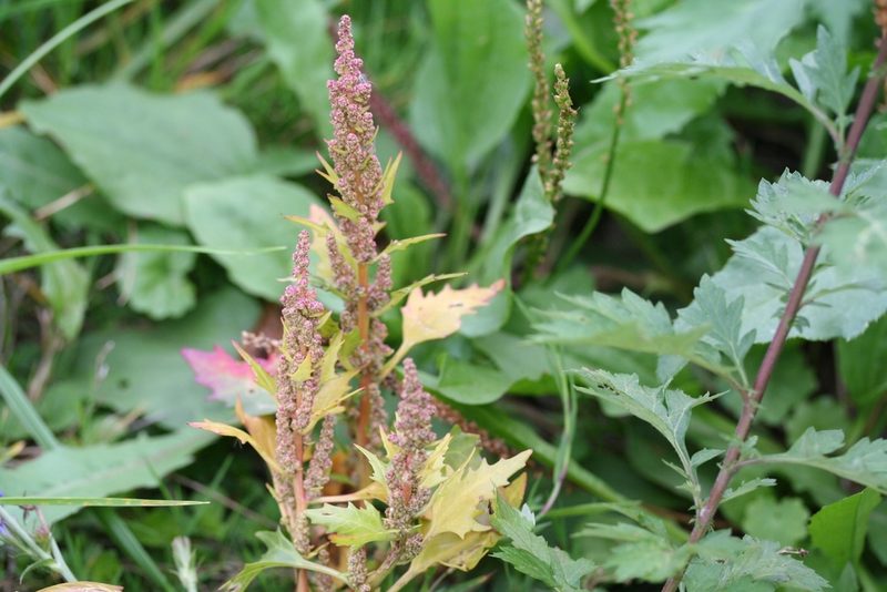 Chenopodium rubrum, photographed by evgeniq_benihanov