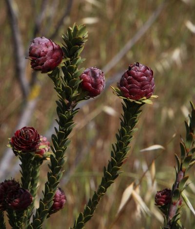 Leucadendron thymifolium, photographed by Tony Rebelo