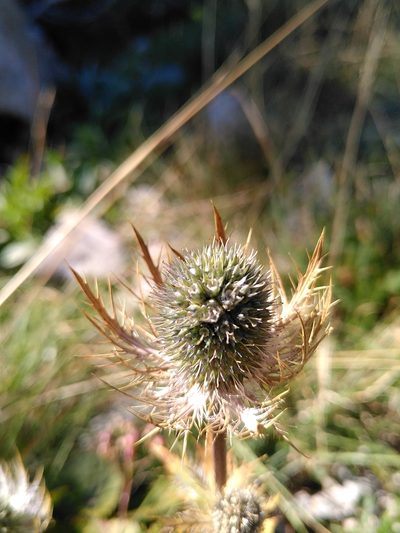 Eryngium alpinum, photographed by Yves Bas
