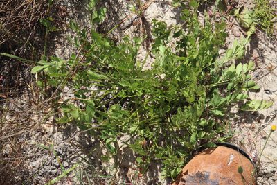 Lichtensteinia obscura, photographed by Tony Rebelo
