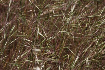 Bromus rigidus, photographed by Tony Rebelo