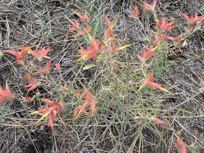 Castilleja linariifolia, photographed by rappman