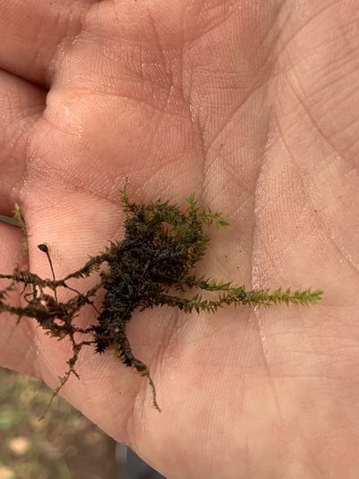 Hygroamblystegium humile, photographed by geosesarma