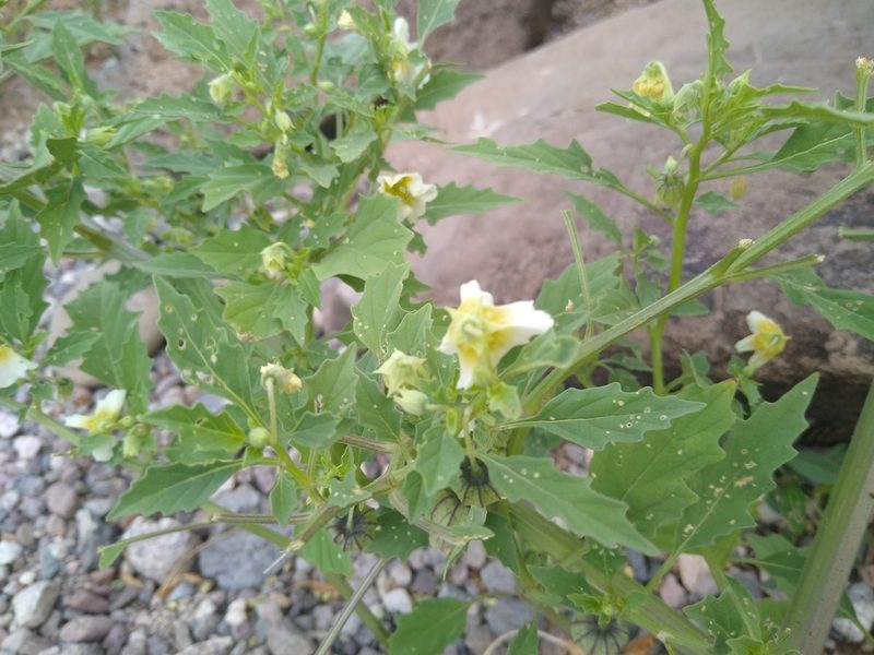 Physalis acutifolia, photographed by Mike Ostrowski