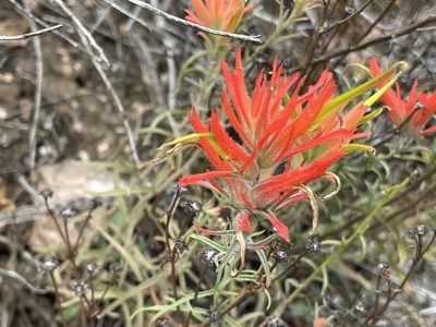 Castilleja linariifolia, photographed by rappman