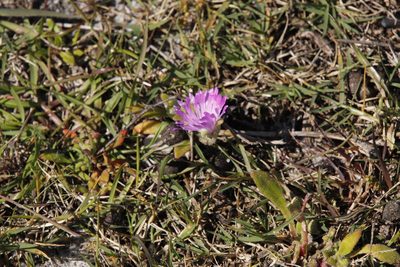 Cleretum bellidiforme, photographed by Tony Rebelo