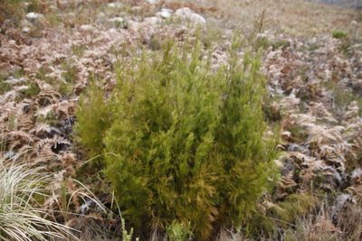 Restio paniculatus, photographed by Tony Rebelo