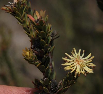 Leucadendron thymifolium, photographed by Tony Rebelo