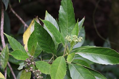 Cuttsia viburnea, photographed by Greg Tasney