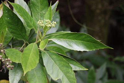 Cuttsia viburnea, photographed by Greg Tasney