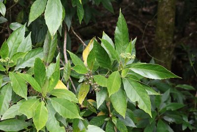 Cuttsia viburnea, photographed by Greg Tasney