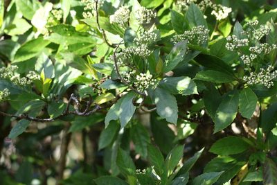 Cuttsia viburnea, photographed by Greg Tasney