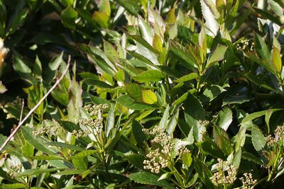 Cuttsia viburnea, photographed by Greg Tasney