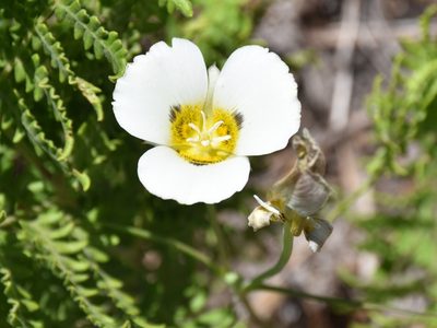 Calochortus leichtlinii, photographed by Zac Peterson