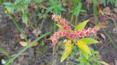 Penthorum sedoides, photographed by Ryan Sorrells