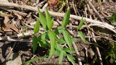 Clematis pitcheri, photographed by Ryan Sorrells