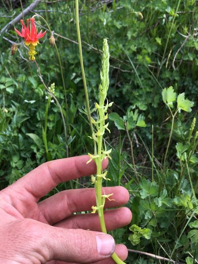 Platanthera tescamnis, photographed by Martin Purdy