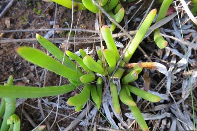 Carpobrotus muirii, photographed by Di Turner