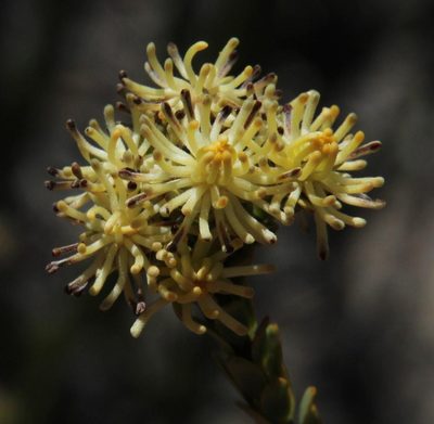 Leucadendron thymifolium, photographed by Tony Rebelo