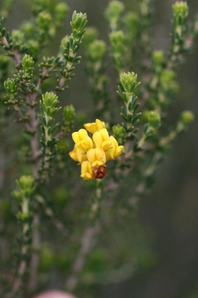 Aspalathus tylodes, photographed by Jacques van der Merwe