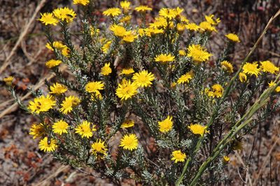 Oedera fruticosa, photographed by Tony Rebelo